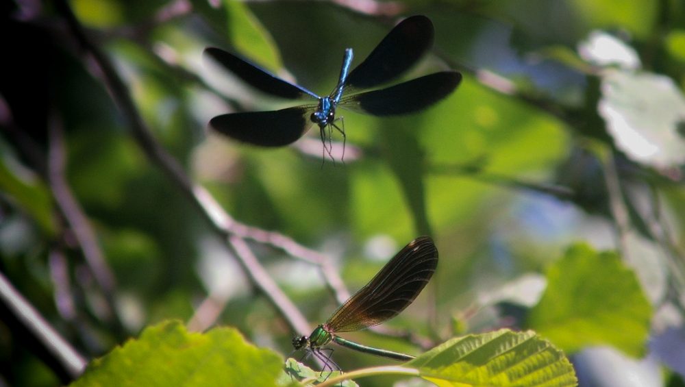 Libellule_Photographie_Collectif-des-Routes